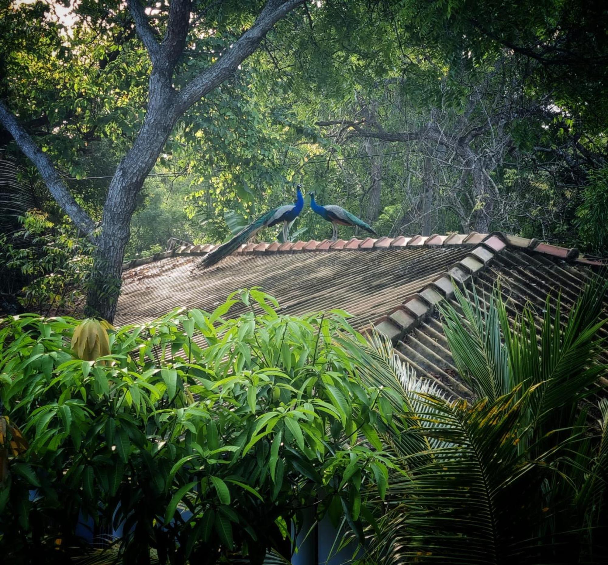 Relax Beach House Tangalle Buitenkant foto